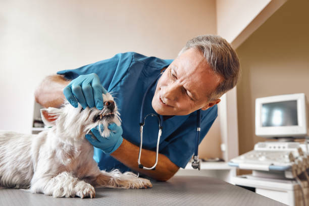 Best Urgent Tooth Repair  in Orange Blossom, CA